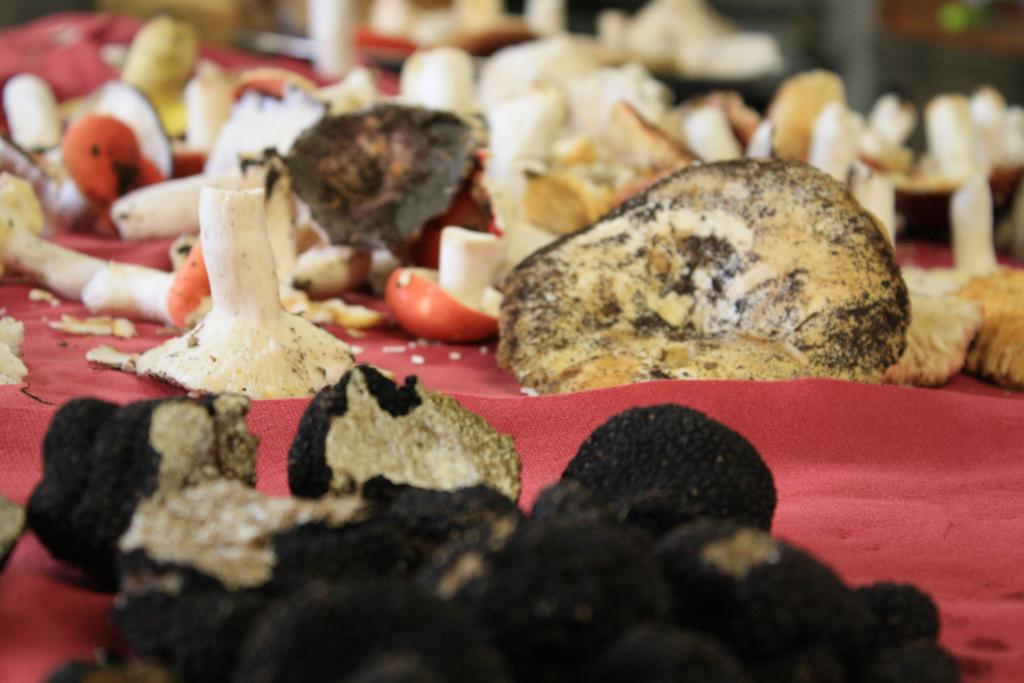 tartufi e funghi porcini a Sellano Umbria Tua